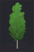 Birch