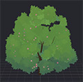Dogwood