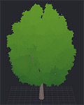 Elm