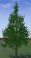 Fir