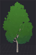 Maple