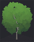 Oak