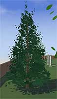 Blue Spruce